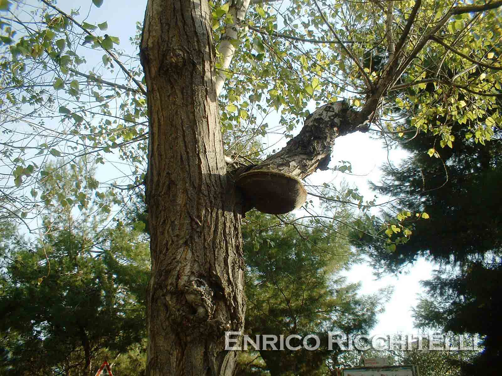 Aphyllophorales (Inonotus hispidus)